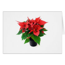 Poinsetta In The Pot Cards