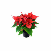 Poinsetta In The Pot photo sculptures by lifesphere Poinsetta In The Pot photo sculptures