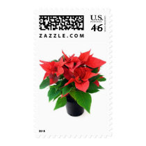 Poinsetta In The Pot postage by lifesphere Poinsetta In The Pot postage