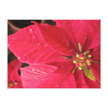 Poinsettia Canvas Photo Print Gallery Wrapped Canvas