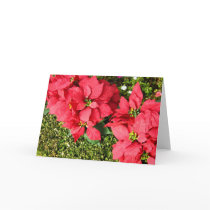 Poinsettia cards