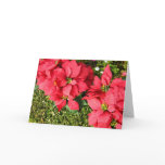 Poinsettia Cards