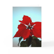 Poinsettia cards