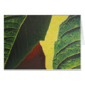 Poinsettia cards