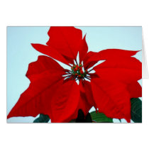 Poinsettia cards