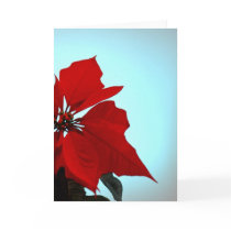 Poinsettia cards