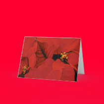 Poinsettia cards