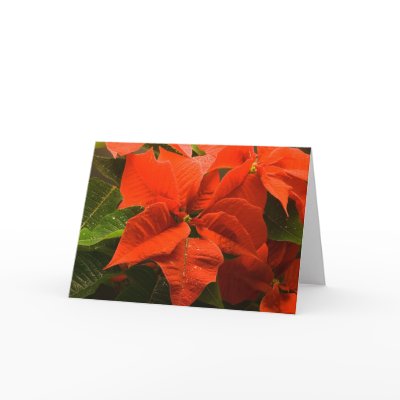 Poinsettia Greeting Cards by werglein