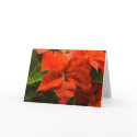 Poinsettia cards by werglein Poinsettia cards