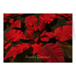 "Poinsettia" Christmas Card
