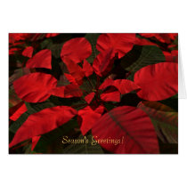 holiday, christmas, poinsettia, flowers, red, Card with custom graphic design