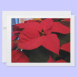 Poinsettia Christmas card invitations