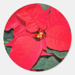 Poinsettia flower round sticker