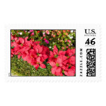 Poinsettia Garden postage