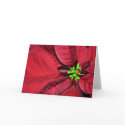 Poinsettia Notecard by Classic_Cat Poinsettia Notecard
