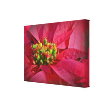 Poinsettia on Red Canvas Print