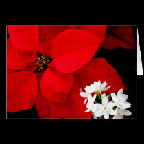 Poinsettia & Paperwhite Christmas Card cards