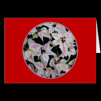 Poinsettia - Pink and White Verigated cards