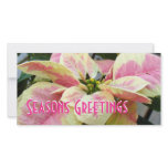Poinsettia Pink Cream Custom Photo Card