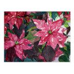 Poinsettia Post Cards