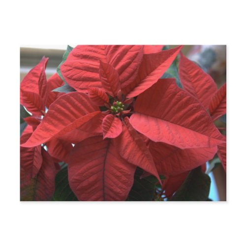 Poinsettia, a.k.a. Christmas Star