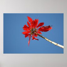 Poinsettia Print