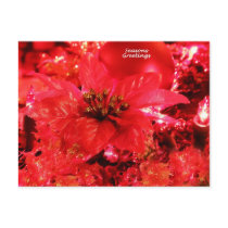 Poinsettia Seasons Greetings Postcard
