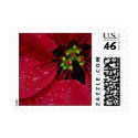 Poinsettia Small Stamp by stampstore Poinsettia Small Stamp