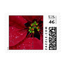 Poinsettia Small Stamp