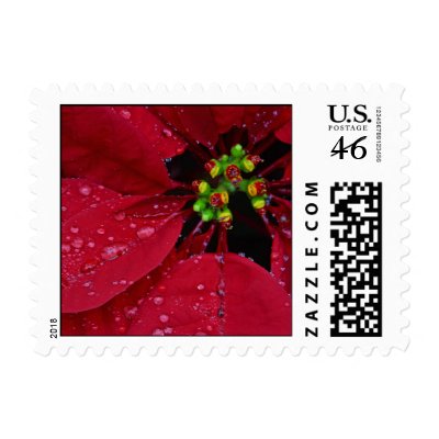 Poinsettia Small Stamp by stampstore