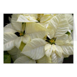 Poinsettias blancos felicitaciones
