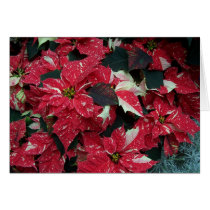 Poinsettias Card cards