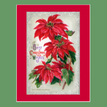 Poinsettias Postcard postcards
