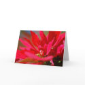 Poinsietta cards