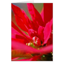 Poinsietta Cards