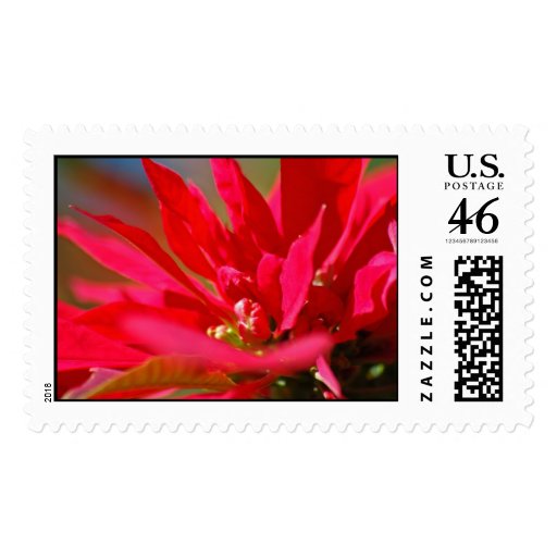 Poinsietta Postage Stamps