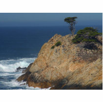 Point Lobos photo sculptures