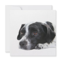 Pointer Dog Invitation