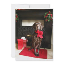 pointer near christmas fireplace invitations