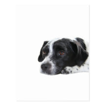 Pointer Postcard