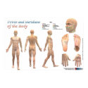 Points and meridians of the body posters