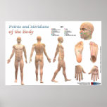 Points and meridians of the body posters