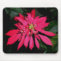 Pointsettia 3 mousepads