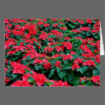 Pointsettia Garden Christmas Card cards