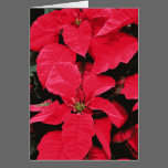 Pointsettia Greeting Card cards