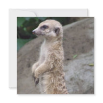 Poised Meerkat Invitations 