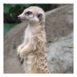 Poised Meerkat Invitations 