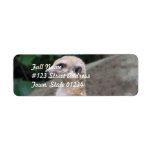 Poised Meerkat Mailing Labels