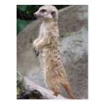 Poised Meerkat Postcard