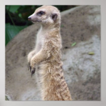 Poised Meerkat Poster